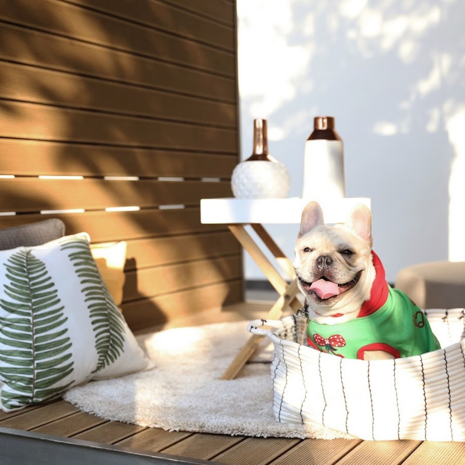 M Jatujak คอนโด Pet Friendly ตัวจริง ใกล้ BTS หมอชิต ตอบโจทย์ทั้งทาสและนักลงทุน