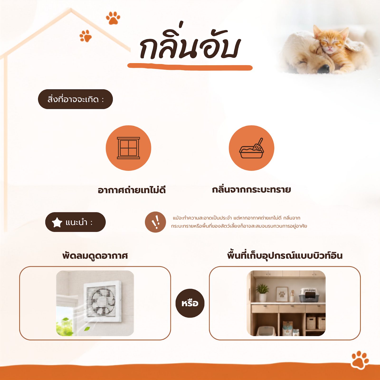 บ้าน Pet Friendly เลือกวัสดุอย่างไรให้ถูกใจสี่ขา เช็กลิสต์แต่งบ้านฉบับทาส